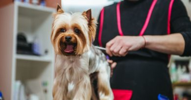 Dog Grooming Courses