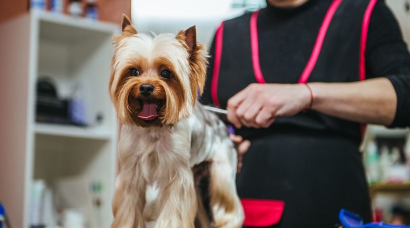 Dog Grooming Courses