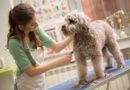 Pet Care Grooming Courses