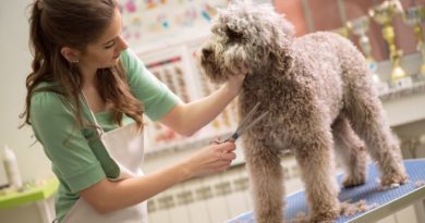 Pet Care Grooming Courses