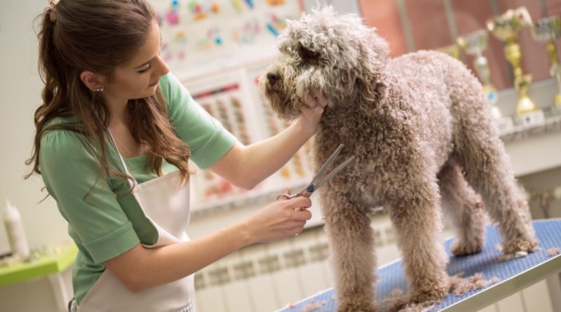 Pet Care Grooming Courses