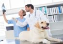 Veterinary Studies Courses