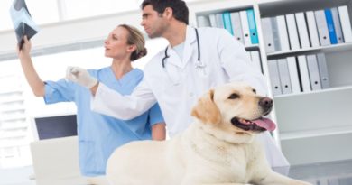 Veterinary Studies Courses