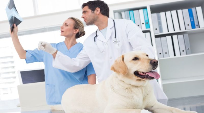 Veterinary Studies Courses