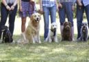 Dog Training Courses