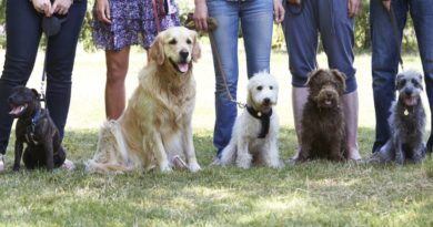 Dog Training Courses