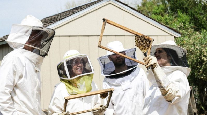 Beekeeping Courses