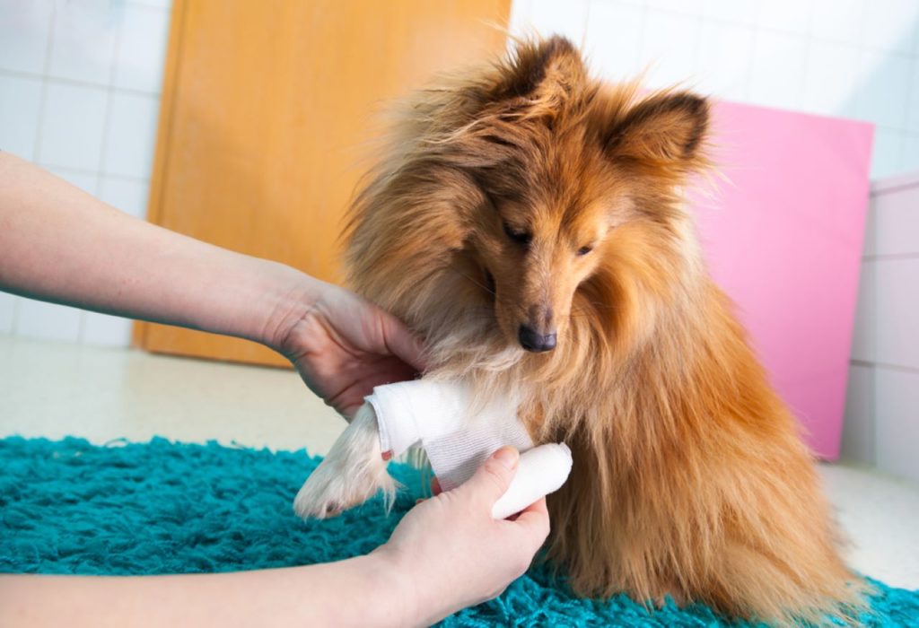 Canine First Aid Courses