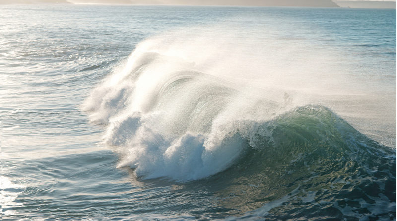 New bacteria in UK waters as temperatures rise